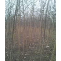 大量出售3-15公分国槐