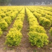 苗木出售金叶榆,矮樱,榆叶梅