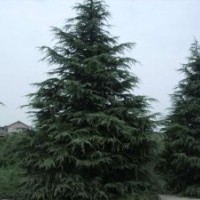 供红叶石楠雪松绿化苗