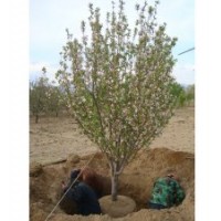 精品八棱海棠10公分 低价出售