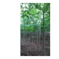 低价处理合欢，4公分5公分6公分，价格低