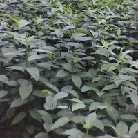 供应五角枫 刺槐 牛筋树，杜仲