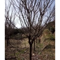 供应早樱，晚樱 红枫 青枫