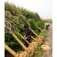 长期供应樱花红枫，青枫，羽毛枫，垂丝海棠