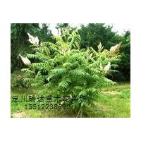 珍珠梅，红王子锦带，猥实，金银木，红叶碧桃，迎春