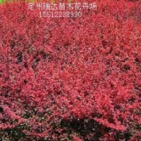 黄刺梅，连翘，黄栌，红叶碧桃，红叶小檗，绣线菊