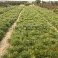 温控对黑松苗木的影响