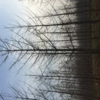 江苏邳州银杏苗木基地