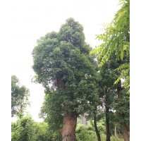 米径80-90的香樟