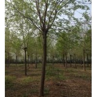 供应11—15公分老白蜡，3～4年帽