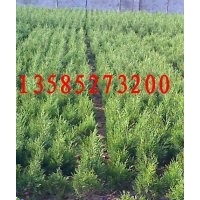 30公分高蜀桧价格，40公分高蜀桧价格，50公分高蜀桧价格