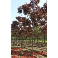 山东淄博10-12CM红叶椿