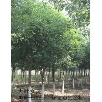 山东淄博8-10CM大叶女贞