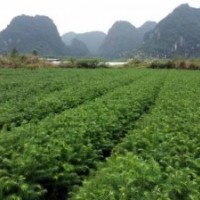 广西柳州供应25-40厘米良种杉树苗1000万株
