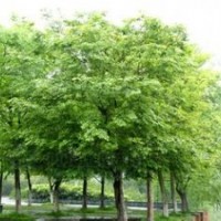 山东淄博11-12CM朴树