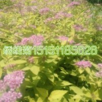 绣线菊小苗价格金山绣线菊苗当年生数量超多一站购齐