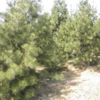 大量供应优质白皮松小苗