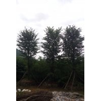 青檀树 8公分青檀树