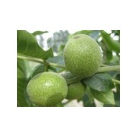 大量供应山西运城纸皮核桃