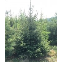长期供应云杉