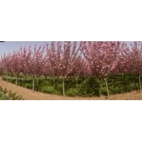 樱花 10－12CM 优质树种