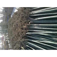 大量出售：3-----15公分新疆杨，1------10公分 垂柳， 速生柳 ，