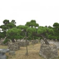 0005号精品造型黑松日本进口3年以上培植会所景观树