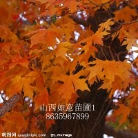 供应五角枫、白蜡