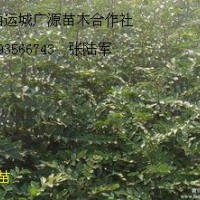 花椒苗大红袍狮子头大量出售
