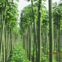 苗圃10公分青桐价格，15公分青桐价格 青桐基地