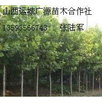 5、6公分法桐大量低价出售