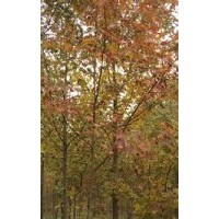 供应米径10公分枫香树苗10公分枫香价格