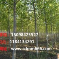 大量供应白蜡，法桐，千头椿，速生柳，垂柳，黄柳