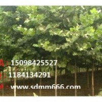 供应1-40公分毛白杨，107速生杨，国槐