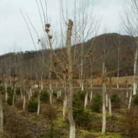 常年供应九角枫，五角枫，皂角，蒙古砾，云杉