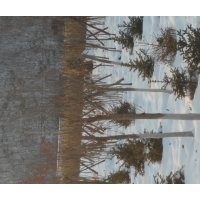 五角枫，九角枫，皂角，蒙古砾，云杉