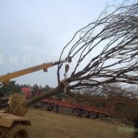 湖南黄连木产地价格，20公分黄连木供应