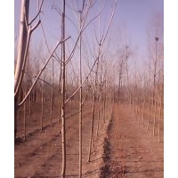 河北白蜡 速生白蜡