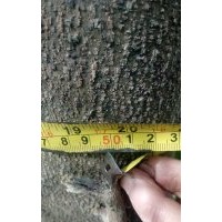 细叶榄仁、杜英大量供应