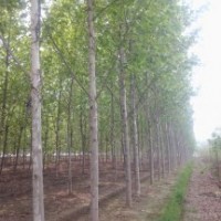 15公分.18公分.20公分法桐 江苏 湖南