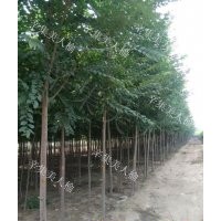 榆树新品种----阳光男孩