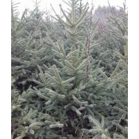 经营的品种云杉1.5米2米2.5米3米3.5米4米；青扦1.5-2.5米