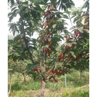 低价出售大规格樱桃树 核桃树 山楂树 苹果树