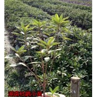 【值得关注】你对苗木市场竞争现状知多少？