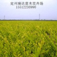 金叶风箱果，紫叶风箱果，金叶接骨木，金叶水腊