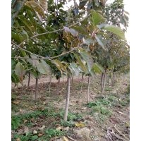 梨树，柿子树，苹果树，樱桃树找山西誉扬苗木基地