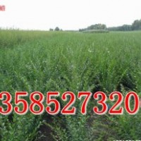 40-50公分高水蜡价格，江苏40公分-50公分高水蜡价格表