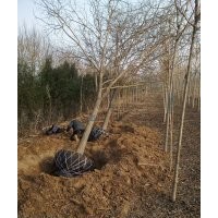 大量出售2-40公分国槐，千头春，白蜡，占地苗木枣树苗，1--30公