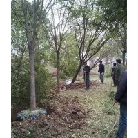 沧州绿茵苗圃出售国槐 榆树，柳树