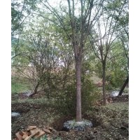 沧州绿茵苗圃大量出售2-40国槐，白蜡，椿树，千头椿，榆树，柳树